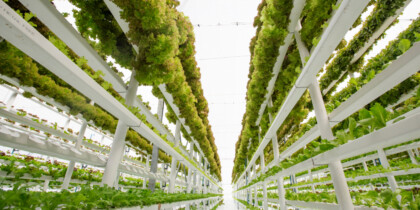 Agricultura vertical: una tendencia con crecimiento sostenido